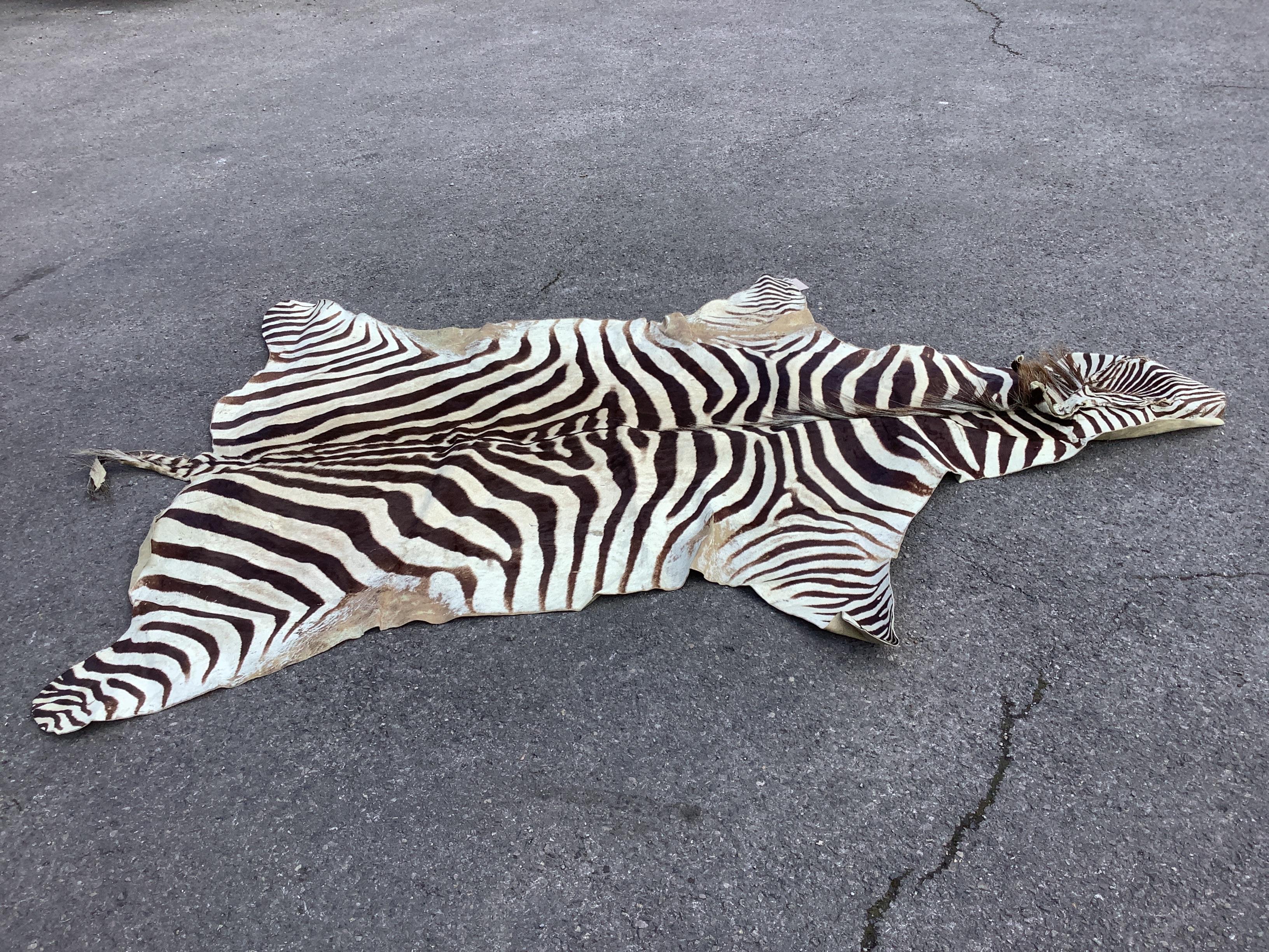 A zebra skin rug, 240 x 162cm